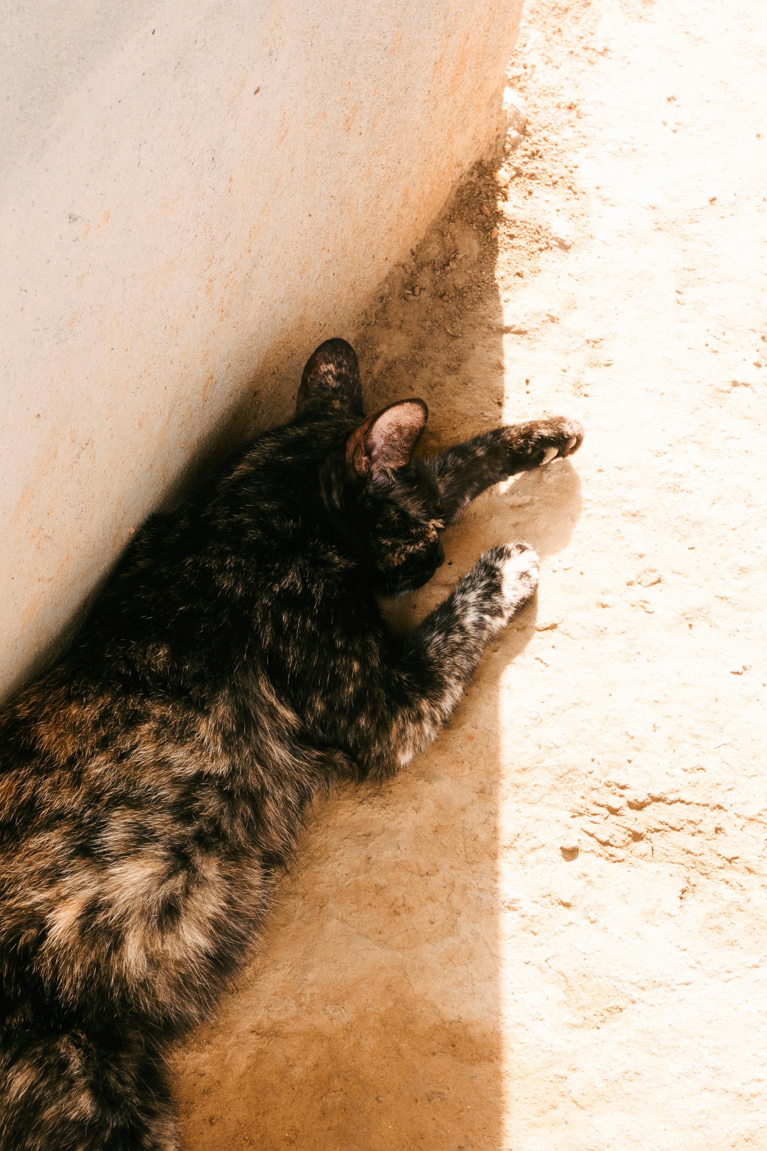 Katzentoilette mit uriniertem Bereich