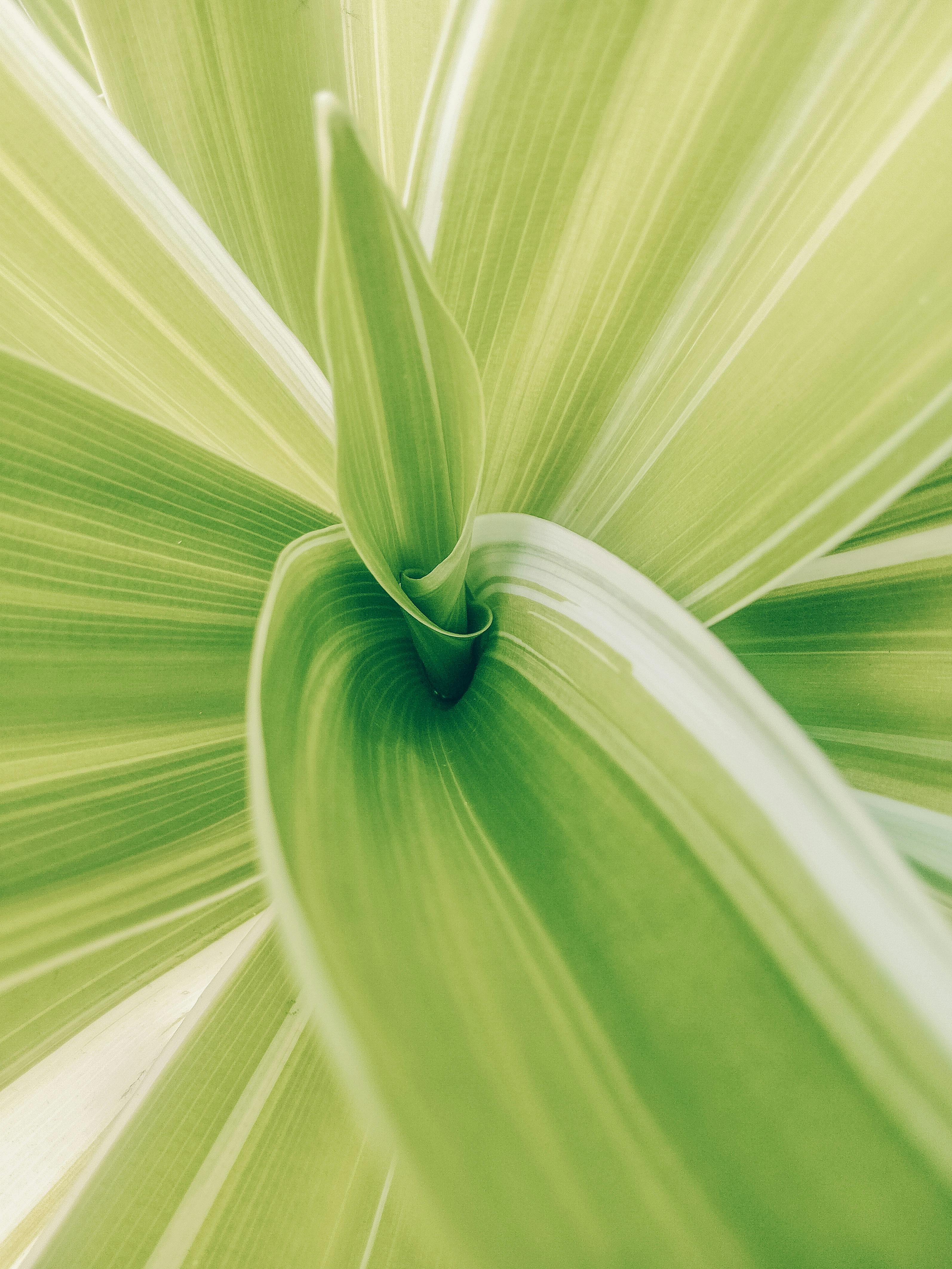 Detailed close-up of lush green plant leaves with a spiral pattern, highlighting natural beauty.