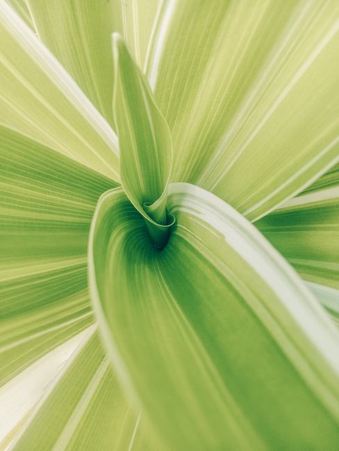 Fotomural Primer plano detallado de hojas de plantas verdes exuberantes con un patrón en espiral, destacando la belleza natural.