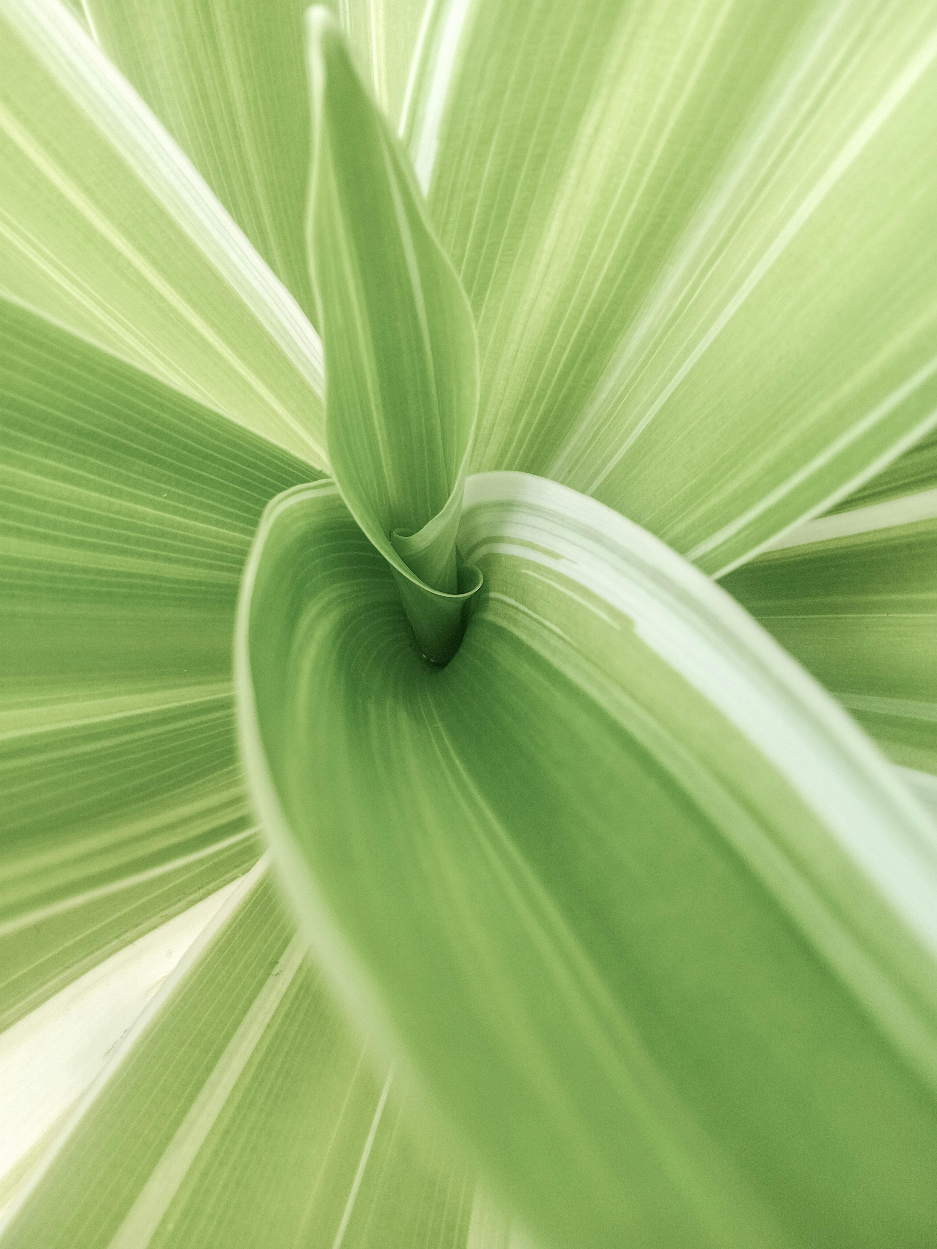 Intricate close-up of vibrant green tropical leaf showcasing natural patterns and textures.