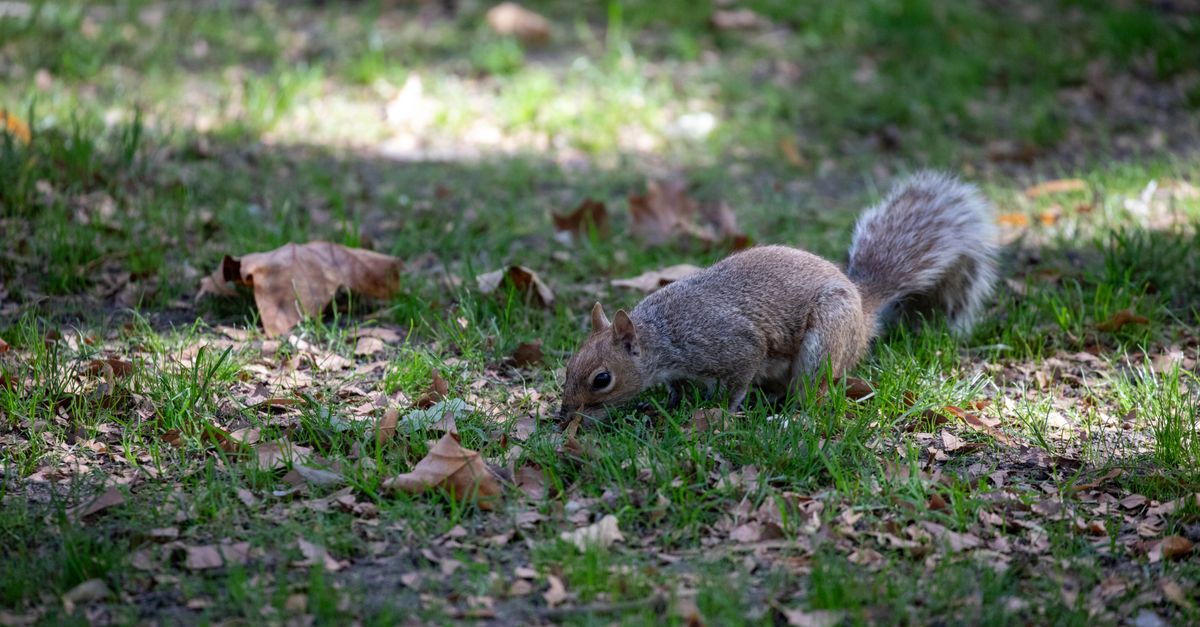 Squirrel Foraging Behavior Gray Squirrel Foraging on Grass in New York Park · Free Stock Photo