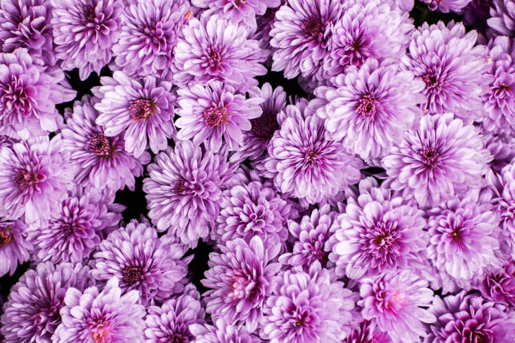 Purple Petaled Flowers