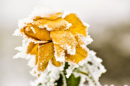 Photo Mise Au Point Sélective D'une Fleur à Pétales Jaunes