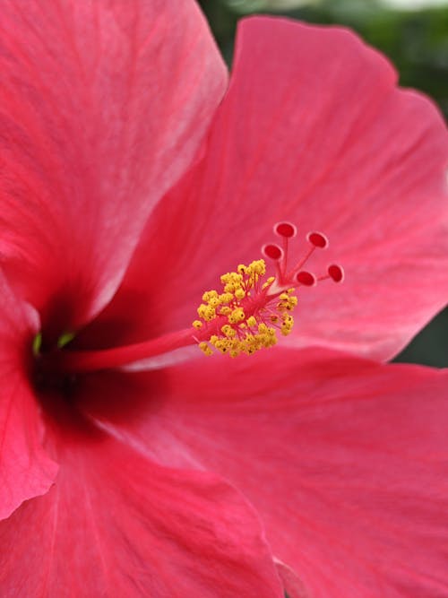 Free Close-up of a vibrant red hibiscus flower, showcasing its delicate petals and yellow stamen. Stock Photo