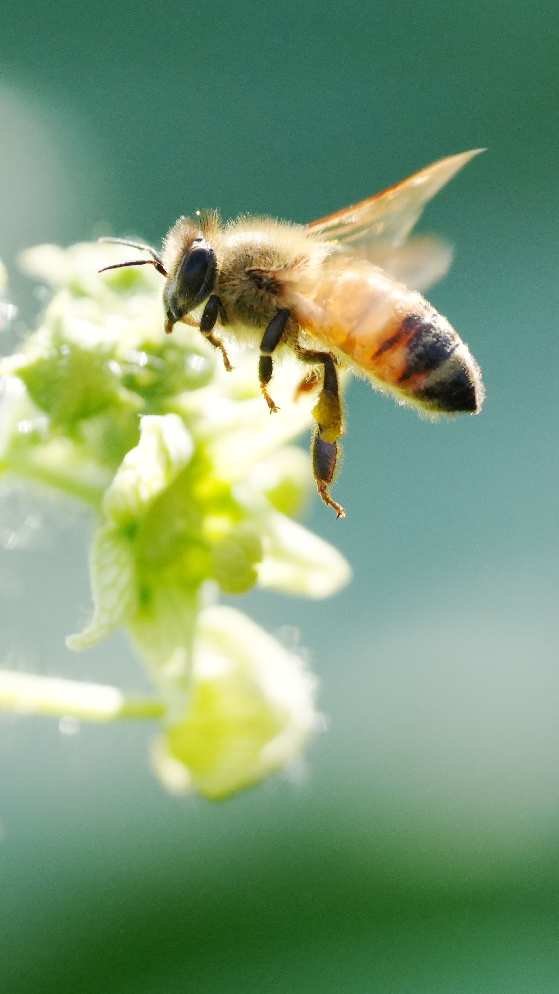 Fotomural Toma macro de una abeja melífera recolectando néctar de una flor bajo la brillante luz del sol.