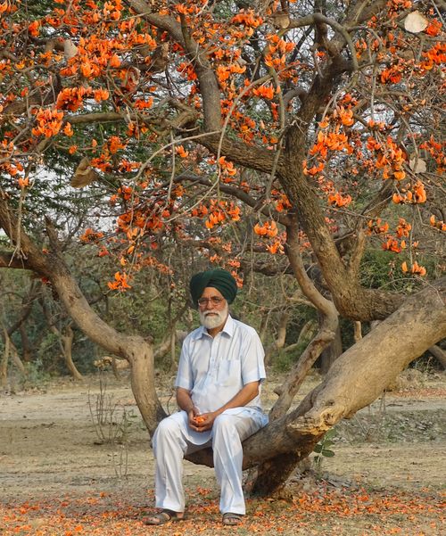 Free Elderly man in traditional attire sitting under a vibrant orange flowering tree in a serene outdoor setting. Stock Photo