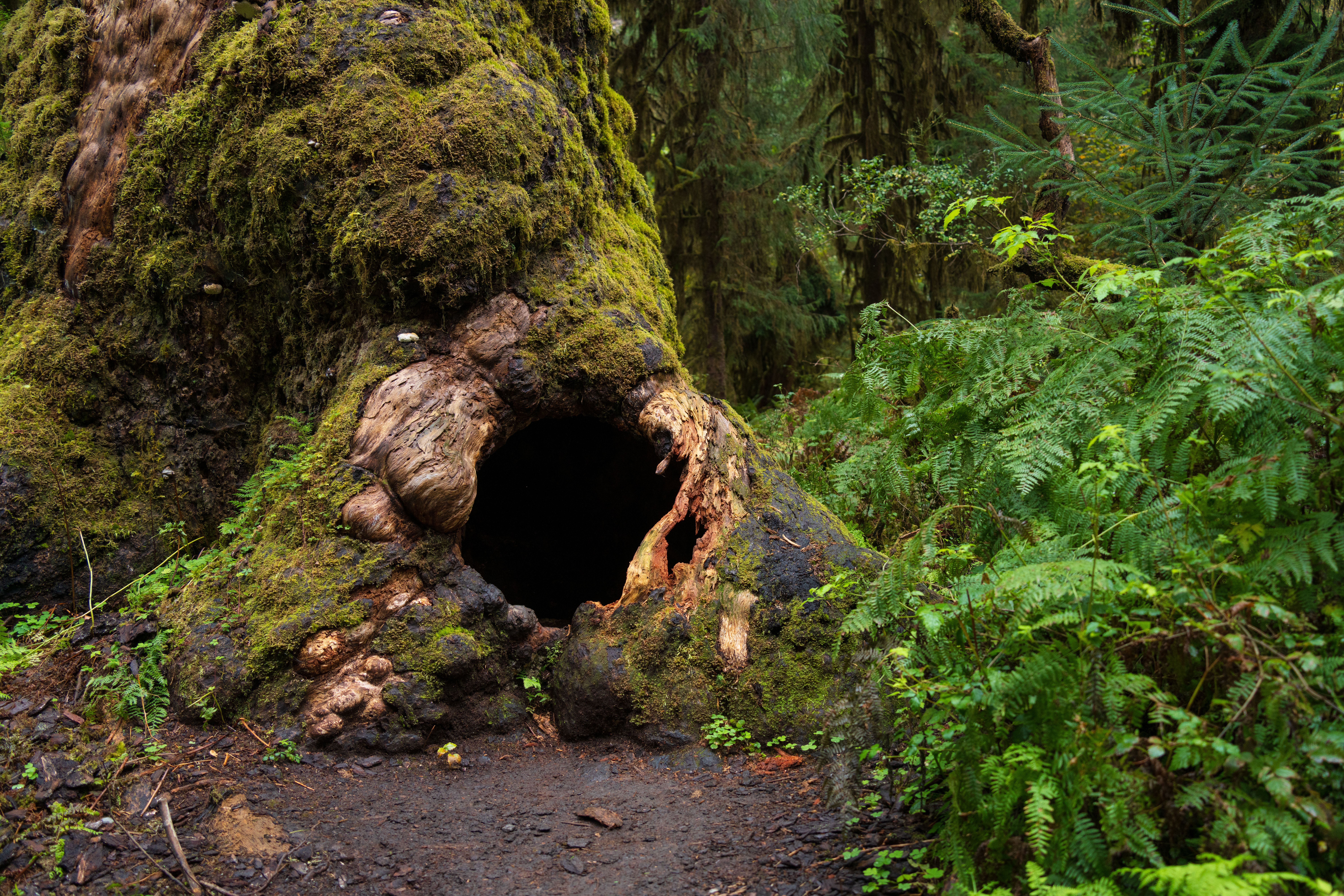 Hoh Rain Forest mossy old-growth trees