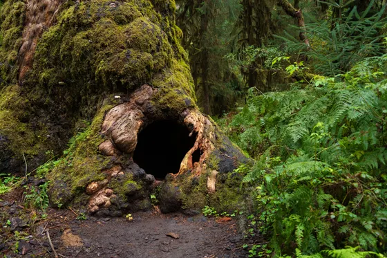The world's largest Sitka spruce near Lake Quinault