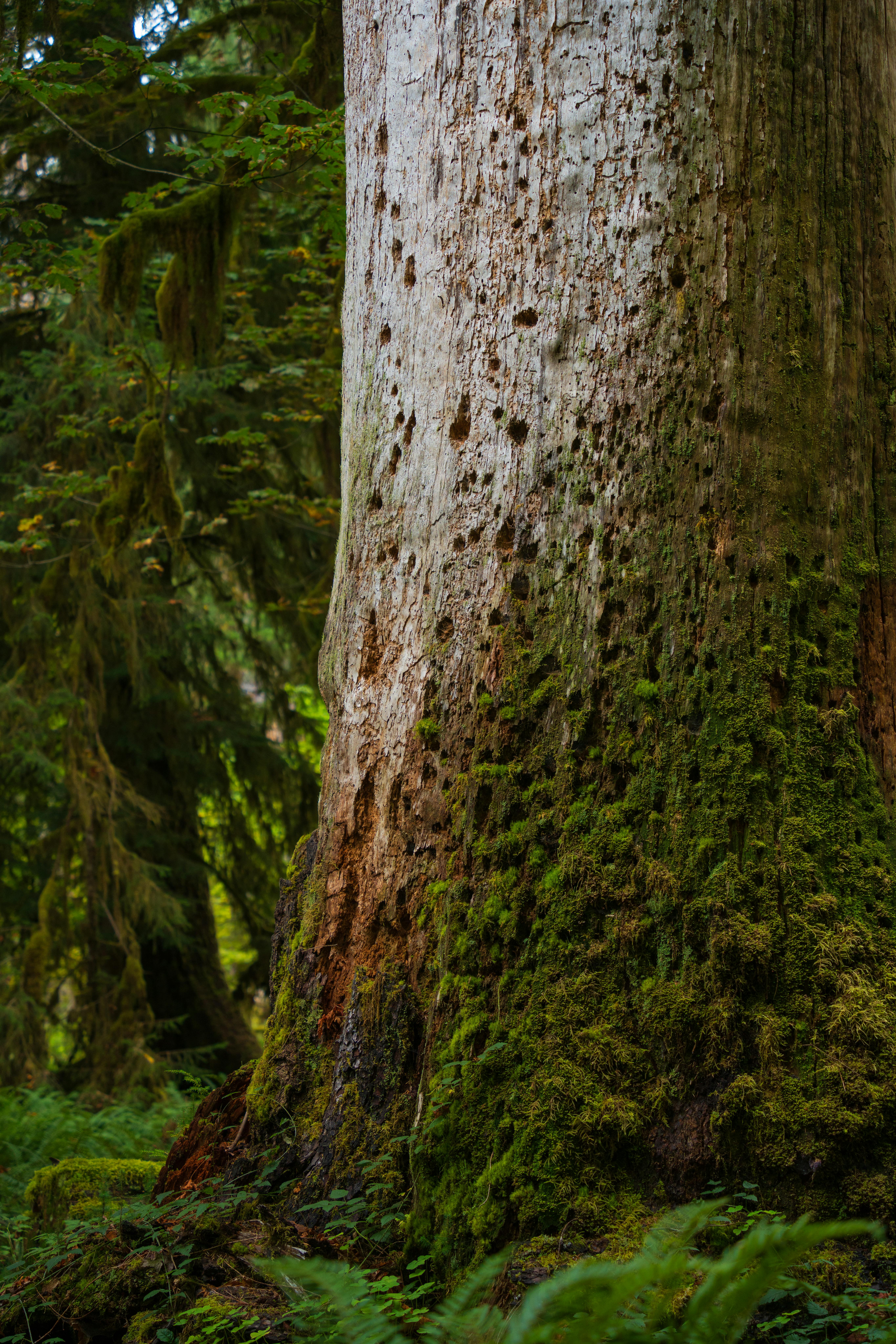 Close-up of a moss-covered tree trunk in the dense Olympic National Park rainforest.