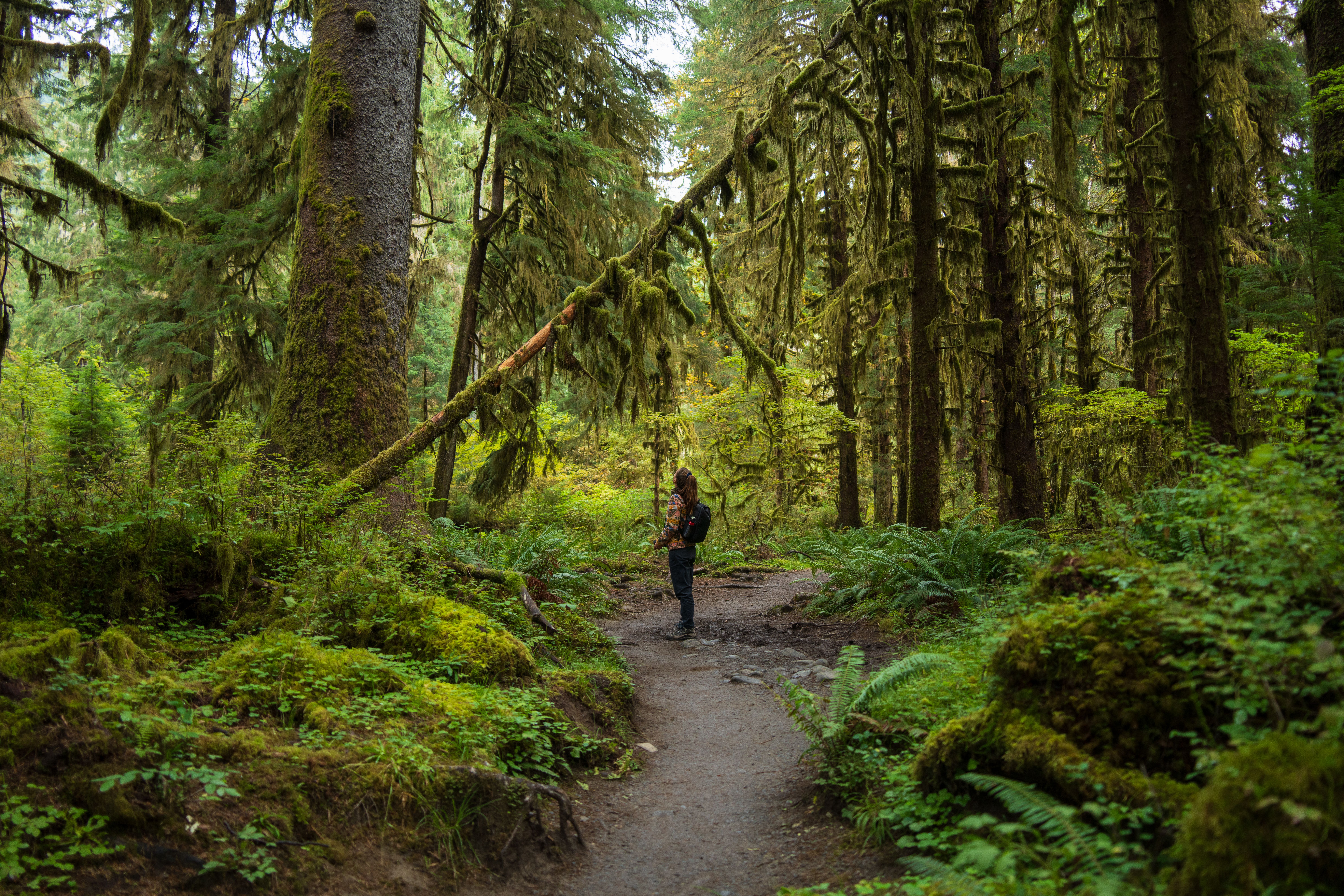 Experience the serenity of a lone hiker in the lush Hoh Rainforest, Olympic National Park.