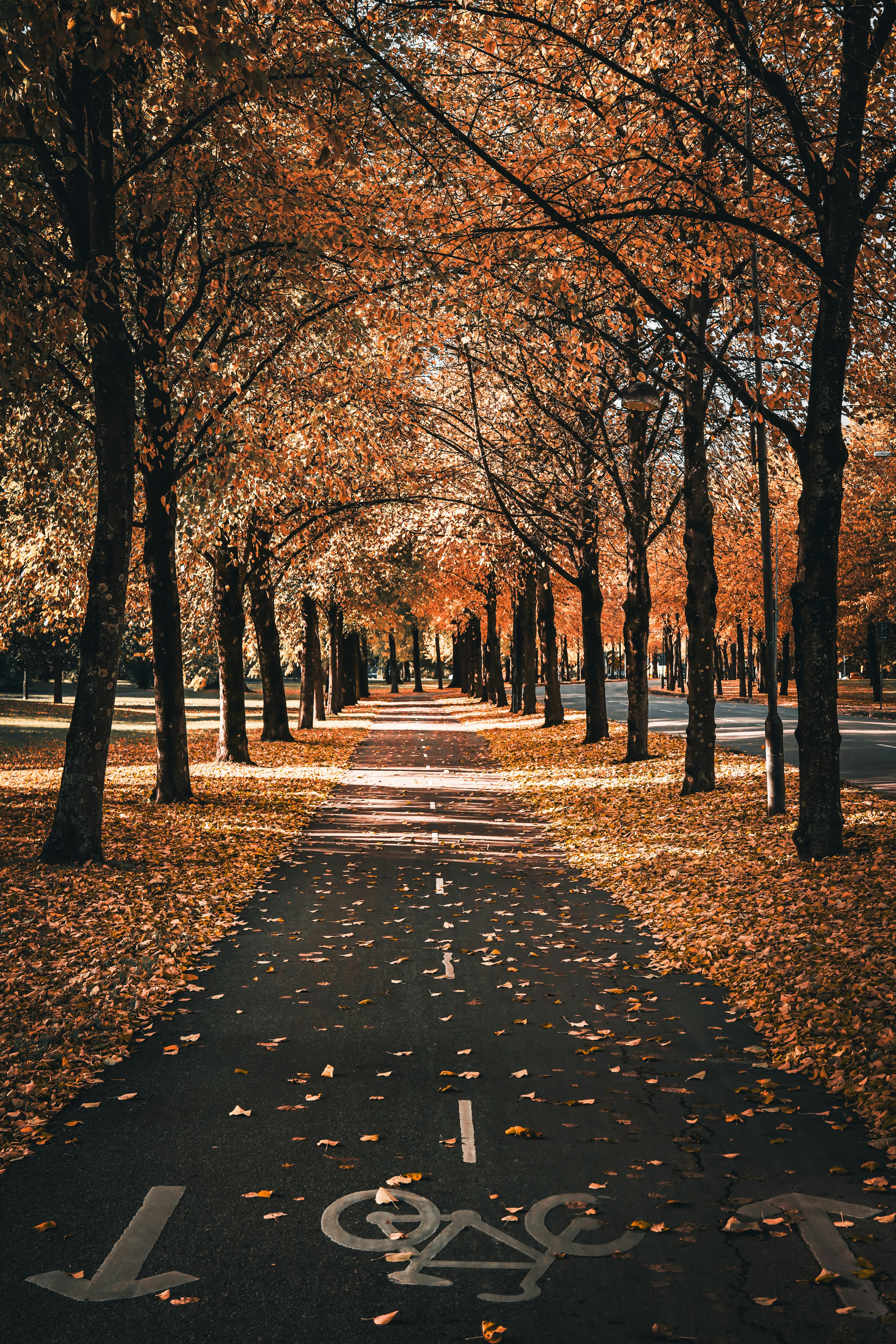 scenic autumn pathway in gothenburg