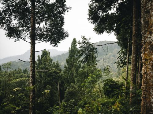 Free Explore a serene forest landscape filled with lush green trees and dense foliage, perfect for nature enthusiasts. Stock Photo