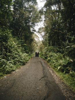 A serene dirt road through a lush forest with people walking in the distance, perfect for nature exploration themes.