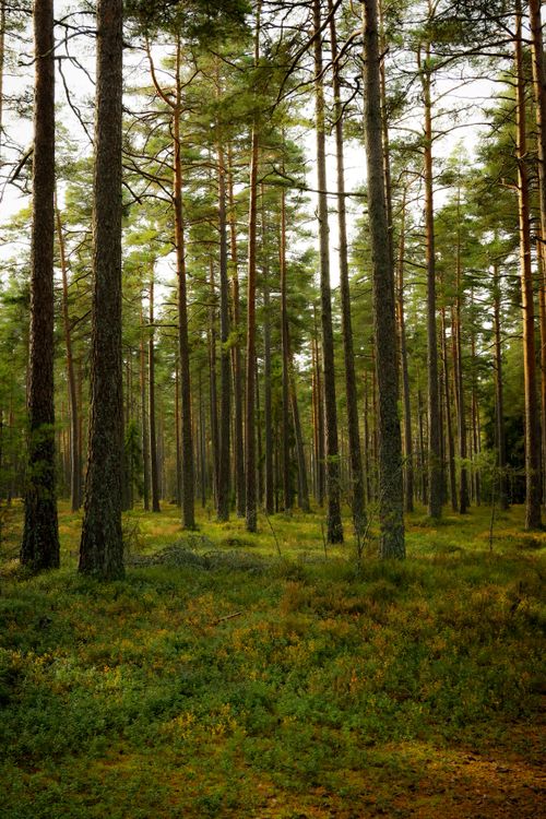 Free Calm and serene pine forest in Axamo, Sweden, perfect for nature lovers. Stock Photo