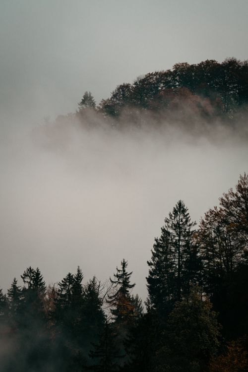 Free Serene misty forest view with fog enveloping the treetops and dense woodland. Stock Photo
