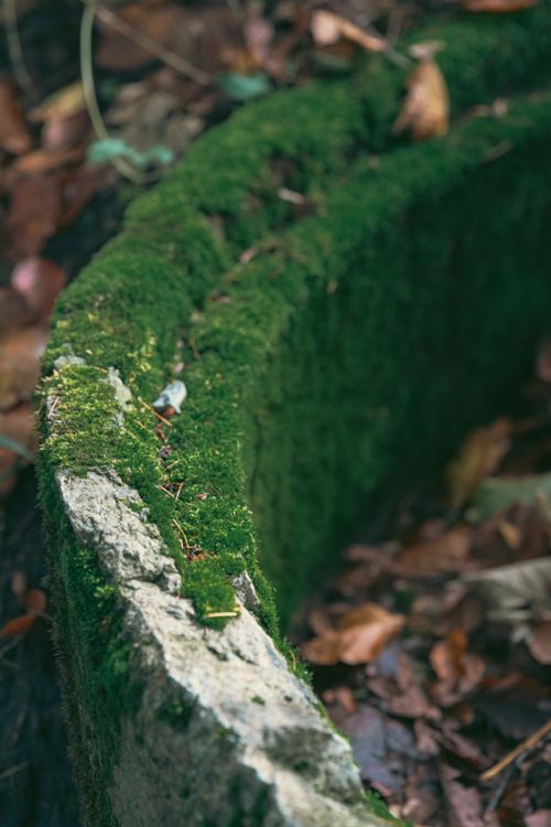 Free Detailed close-up of moss-covered concrete amid fallen leaves in autumn. Stock Photo