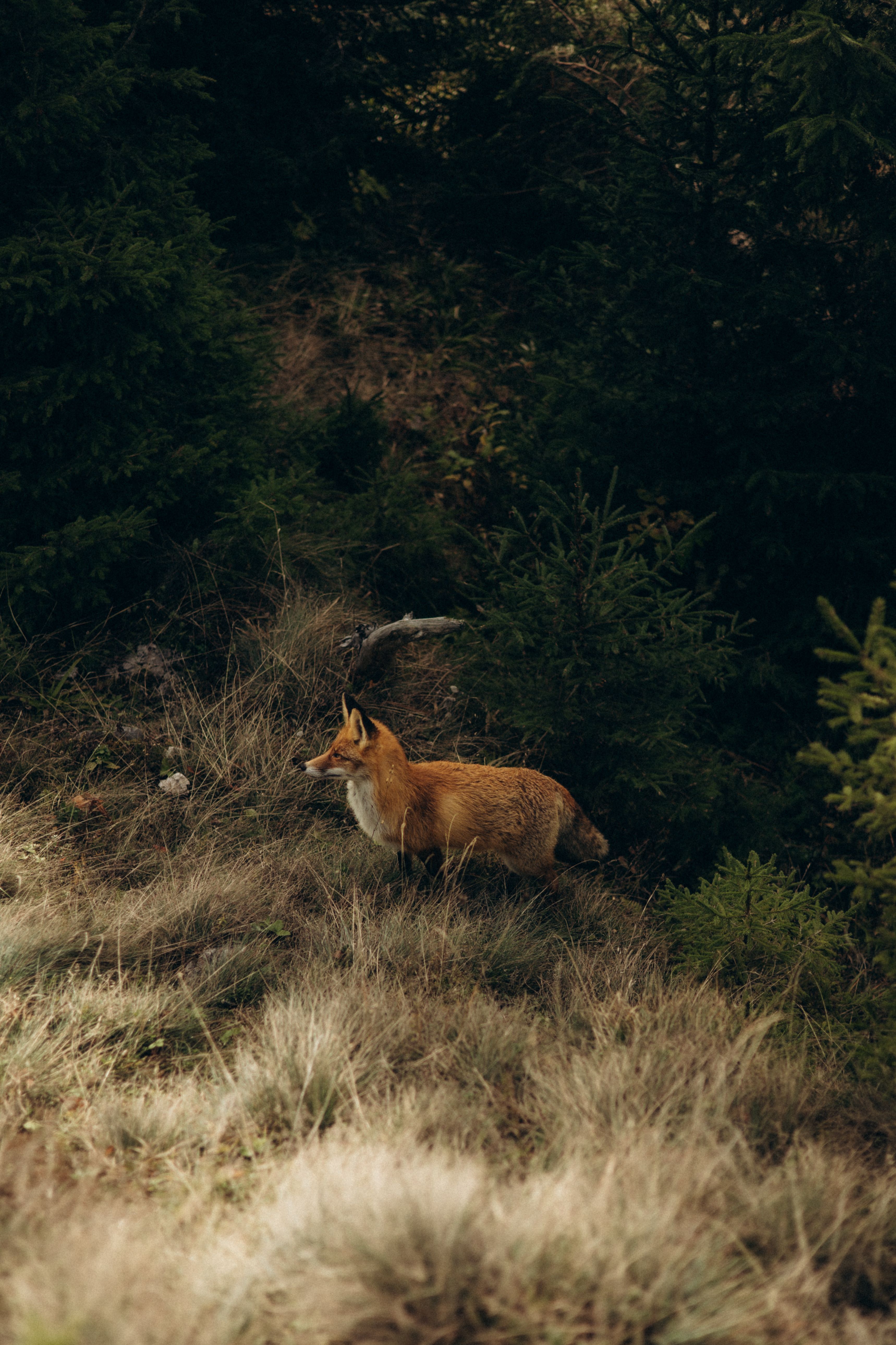 A red fox exploring the dense forest underbrush in the wild.