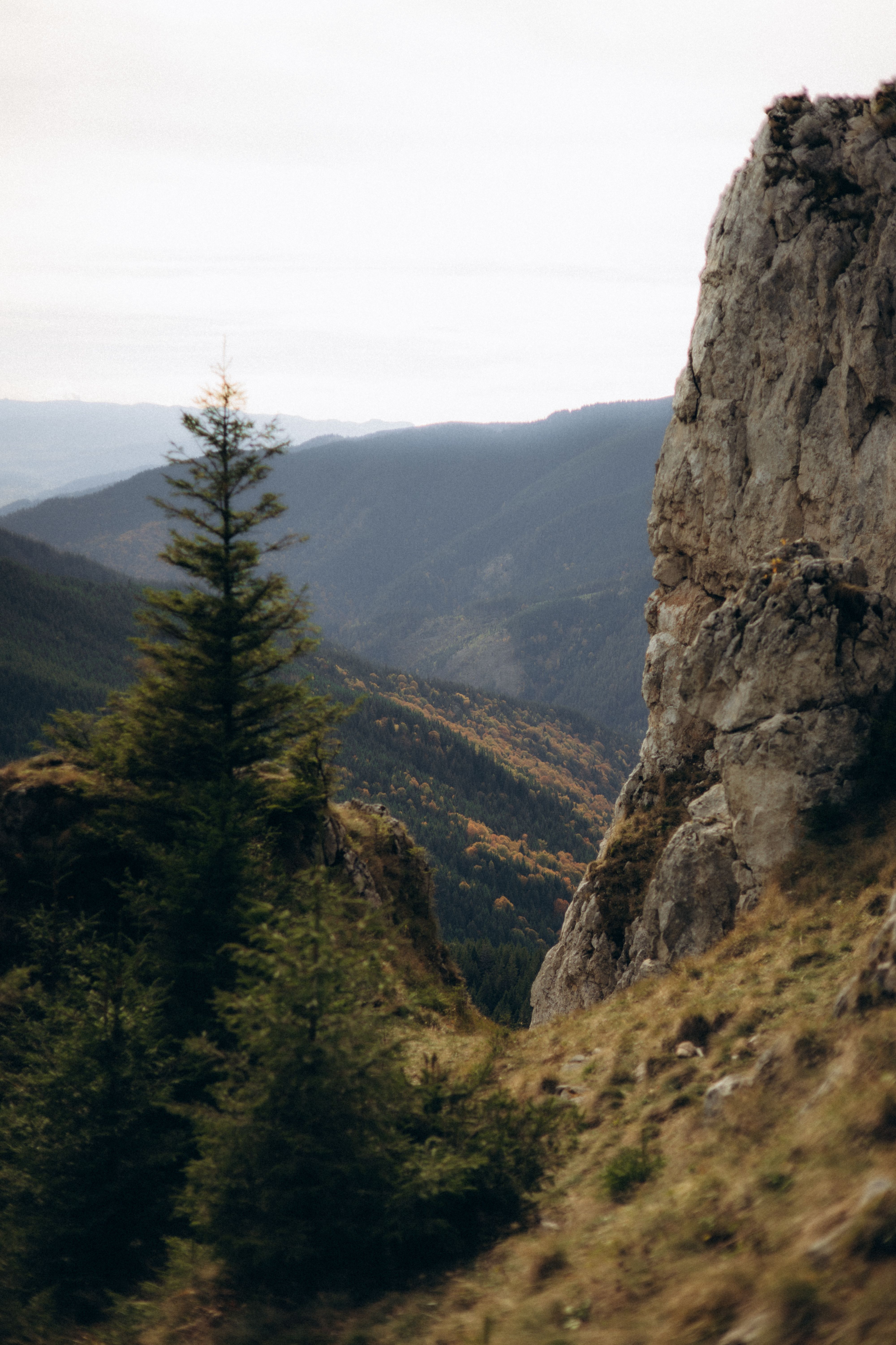 Scenic Mountain View with Pine Tree and Rock · Free Stock Photo