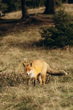 fox photo