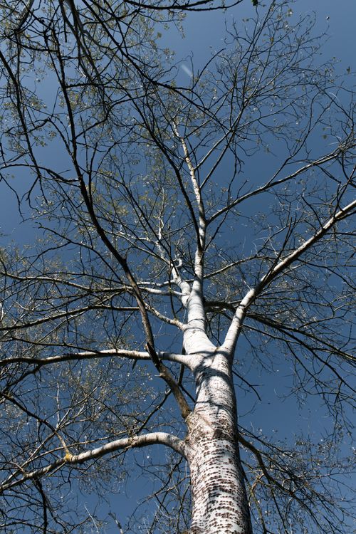 Free A towering tree stands tall in Geesthacht, Germany, reaching into a clear blue sky. Captured during spring. Stock Photo