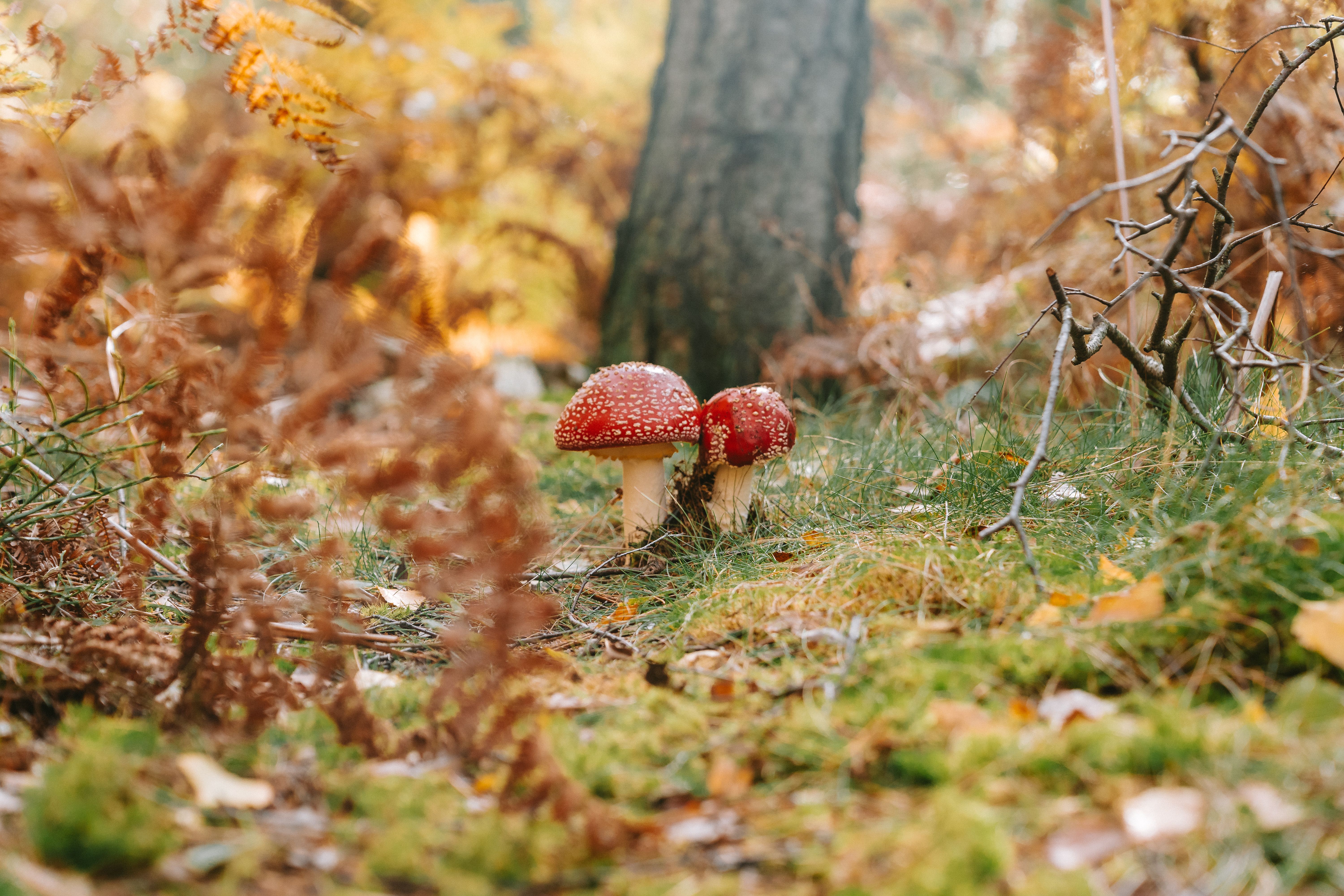 Fly agaric mushrooms in a serene autumn forest setting in Germany.