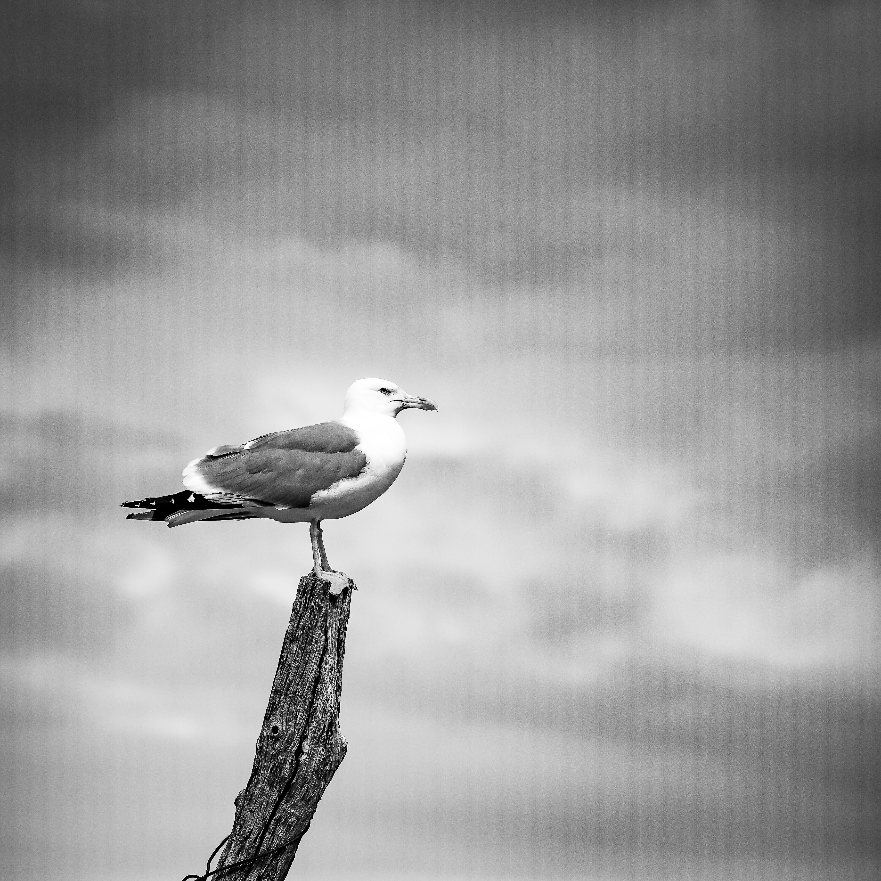 Seagull Perched on Driftwood Against Cloudy Sky