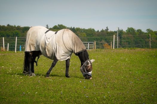 gallop fly rug