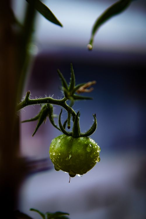 Free Detailed close-up of a green tomato with water droplets in a garden. Stock Photo