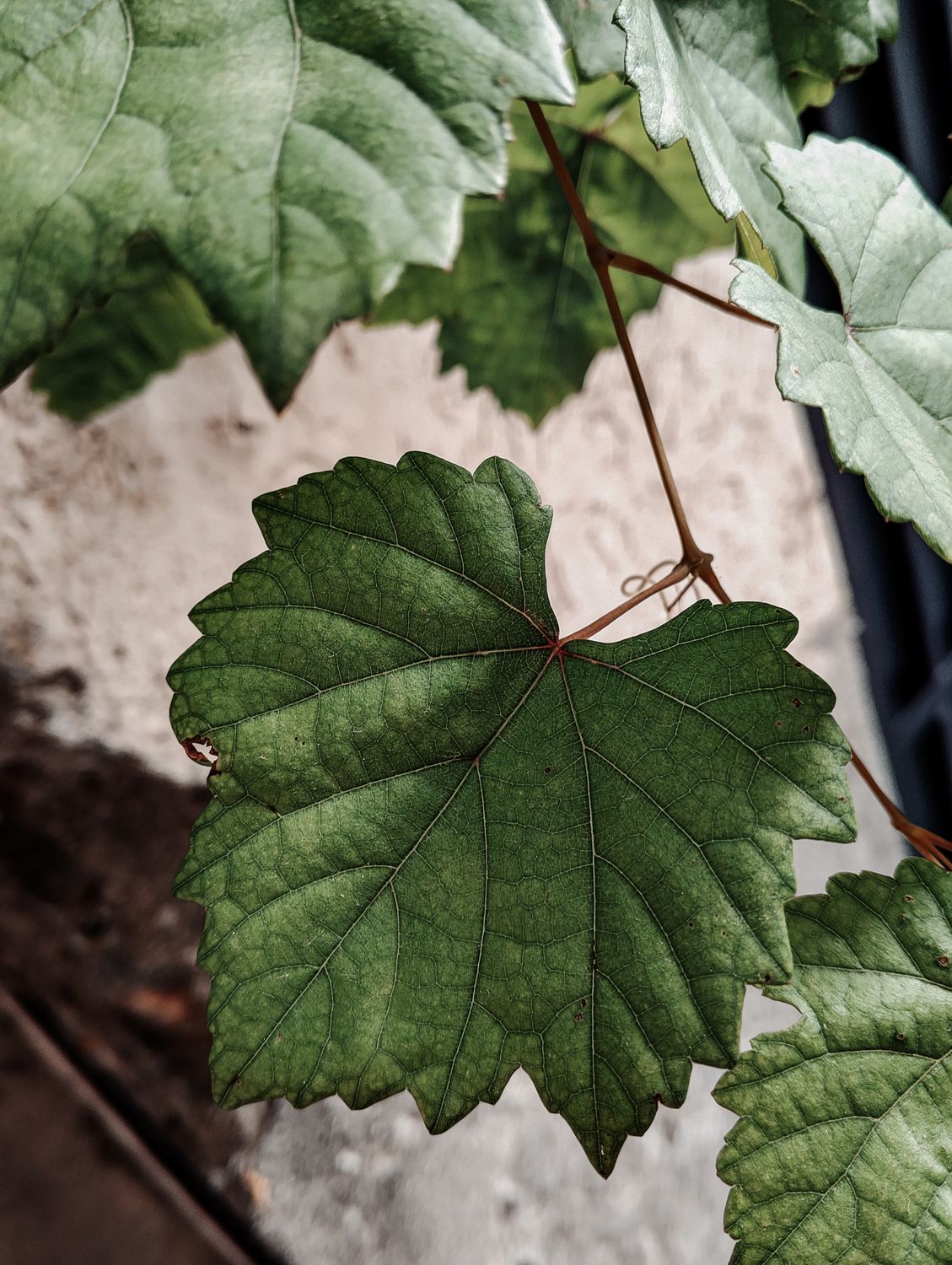 Close Up Of Green Grapevine Leaves Outdoors Free Stock Photo Close Up Of Green Grapevine Leaves Outdoors Free Stock Photo