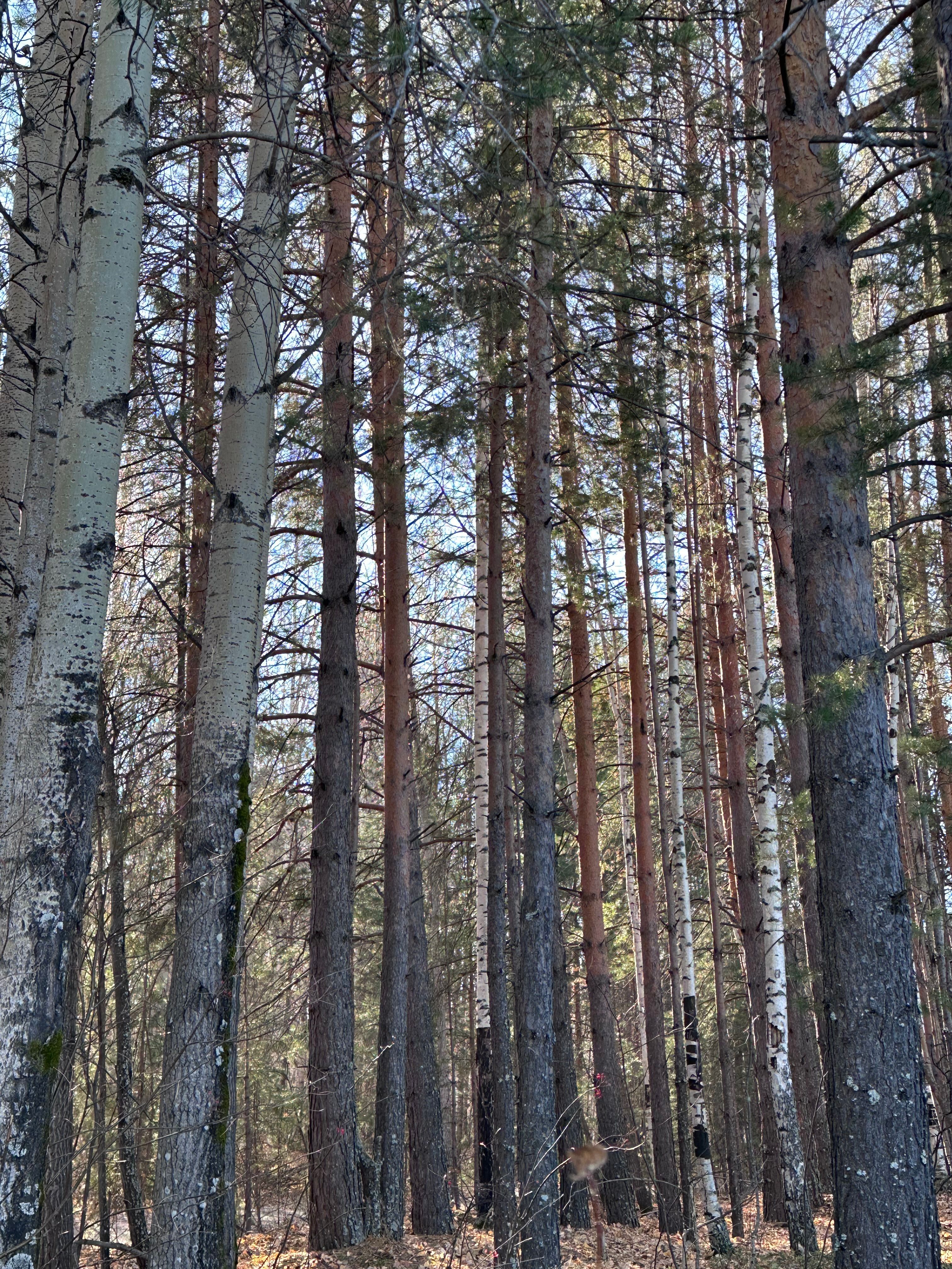 Dismantling the US Roadless Rule: Impacts on Wildlife and Peaceful Lands