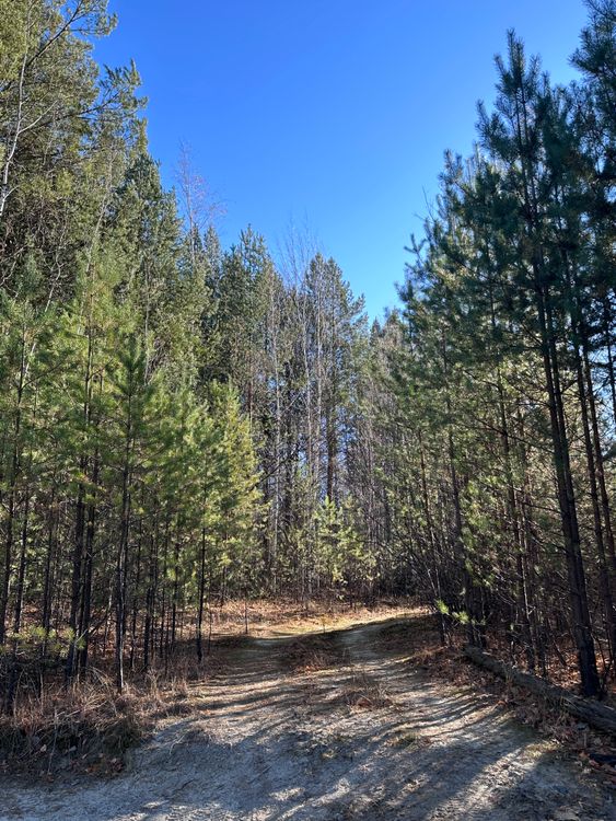 Clear Path Tree Scenic Forest Path under Clear Blue Sky · Free Stock Photo