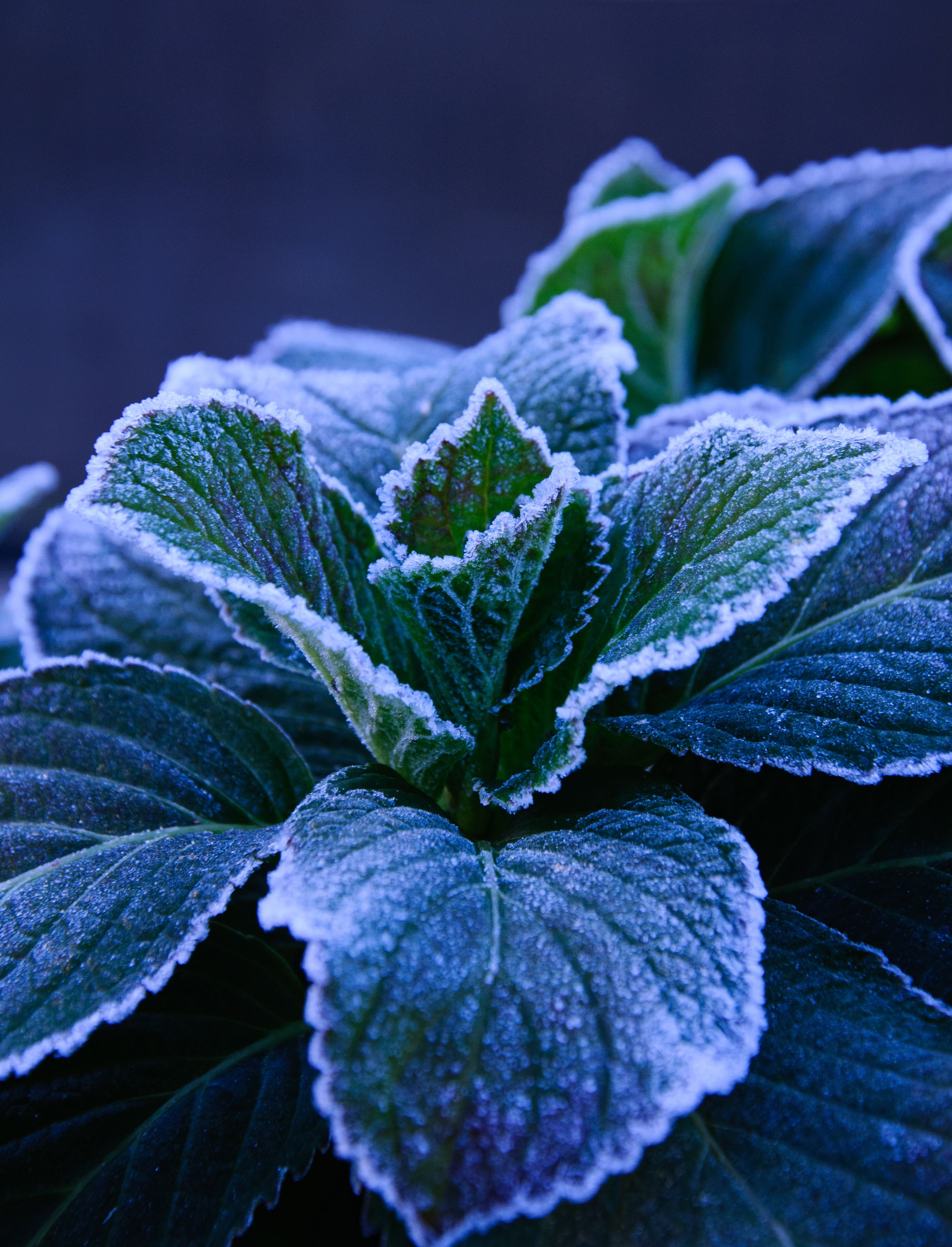 Green Leaf Plants Close-up Photography · Free Stock Photo