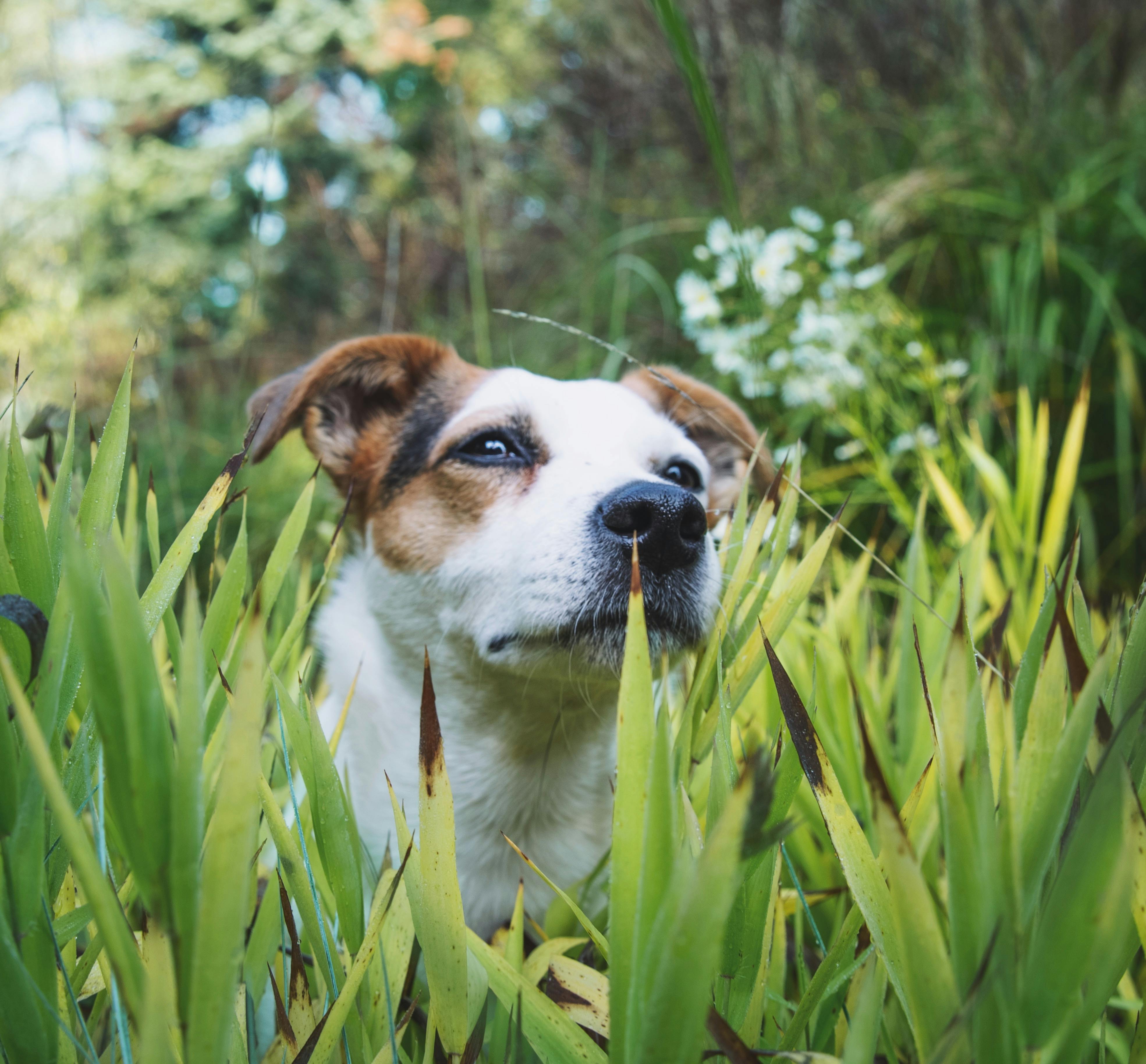 Spring Season Pet Safety Tips - WGN — Photo by Andreas Schnabl on Pexels