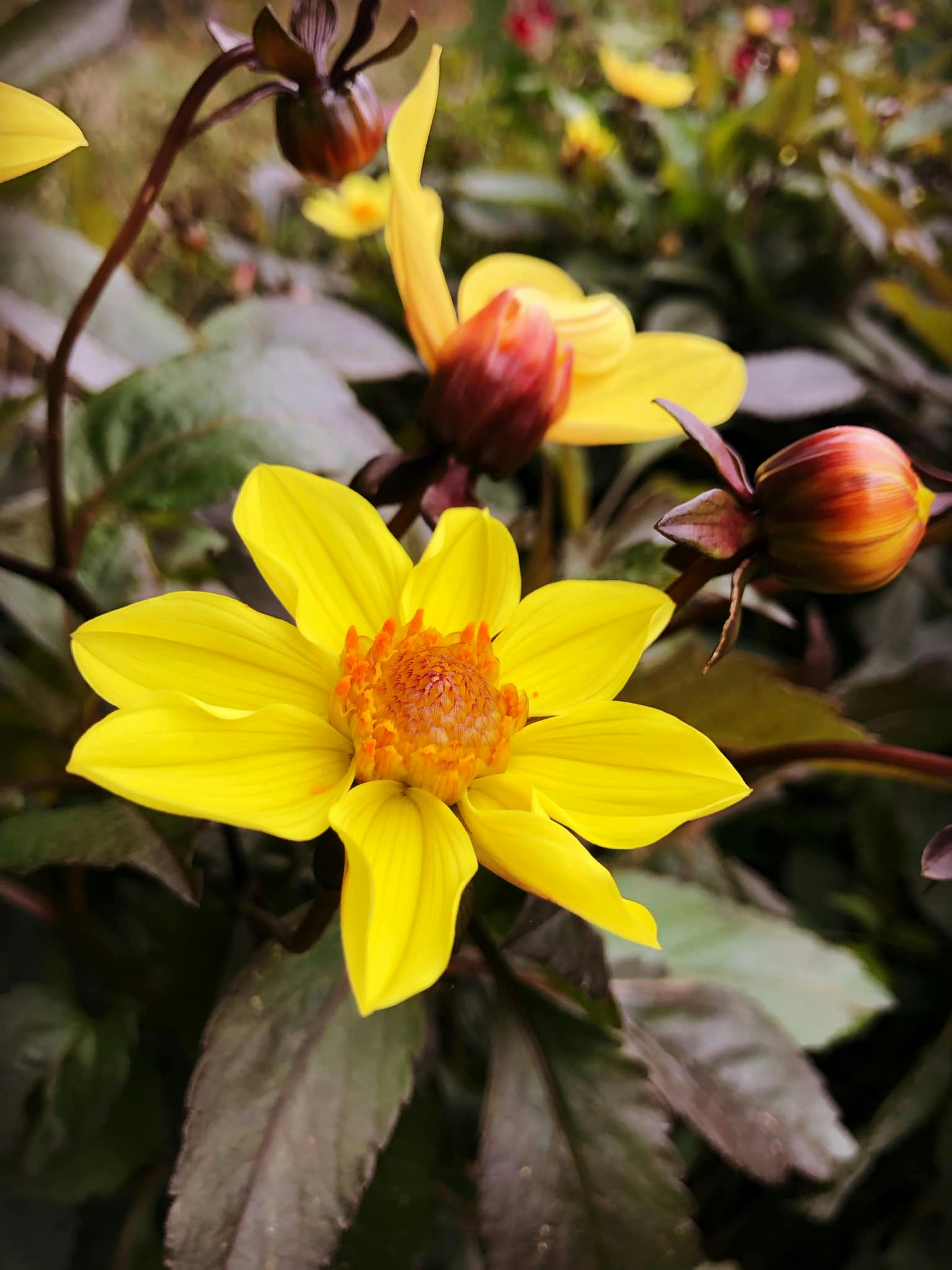 [ColoSach]-close-up-of-a-yellow-dahlia-flower-with-buds-in-a-garden-setting.