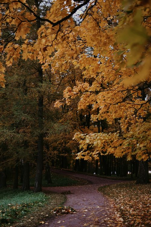 Free A serene autumn forest path with vibrant foliage, perfect for tranquil walks. Stock Photo