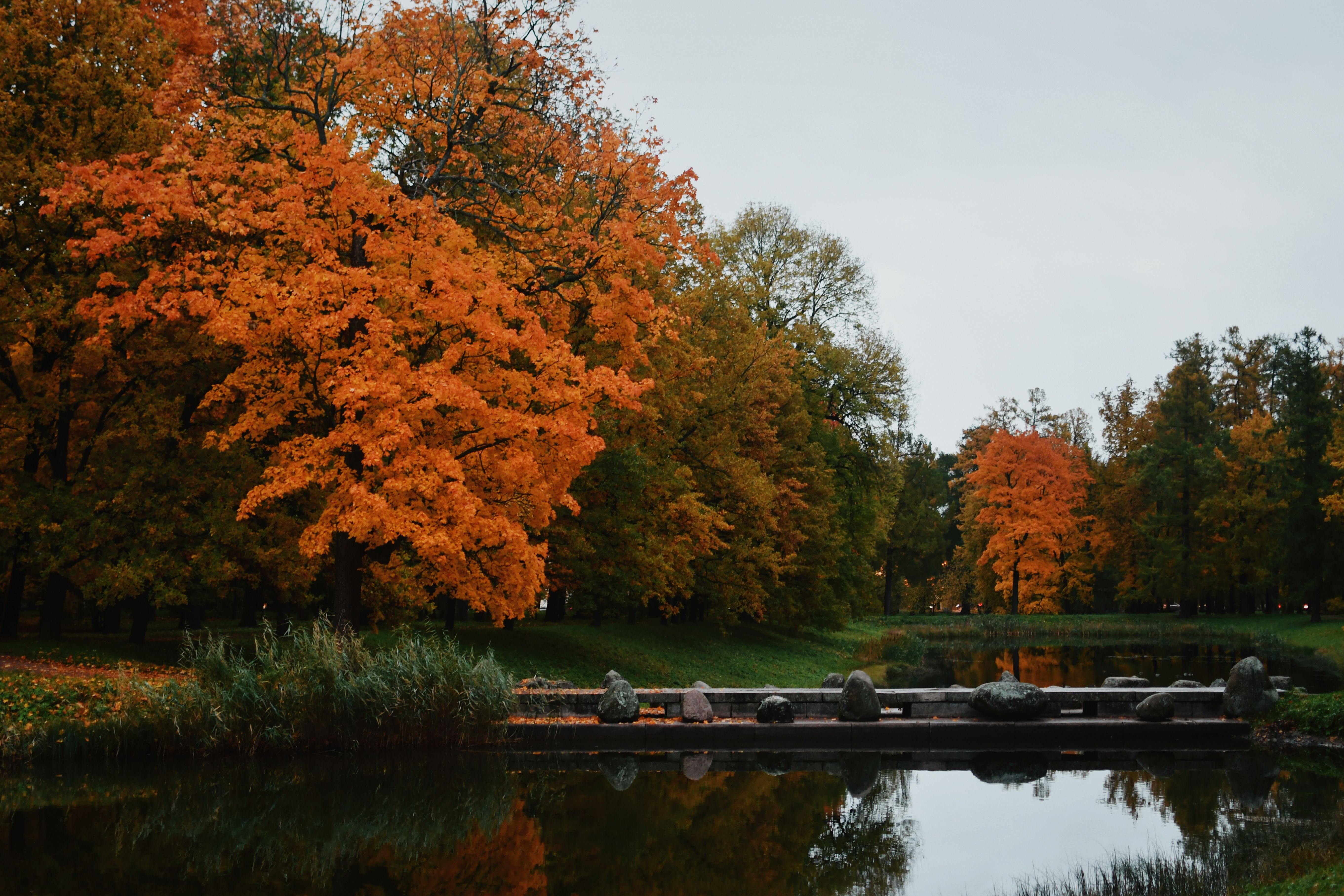 Serene Autumn Landscape with Reflective Pond · Free Stock Photo