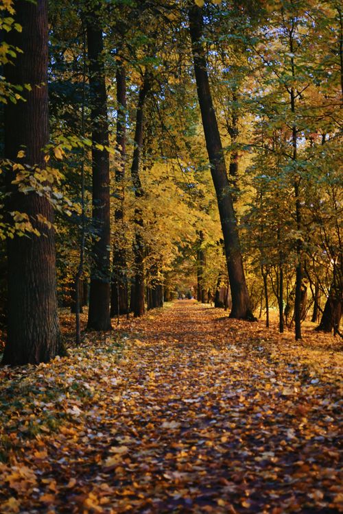 Free Beautiful autumn pathway in a forest with colorful leaves lining the ground. Stock Photo