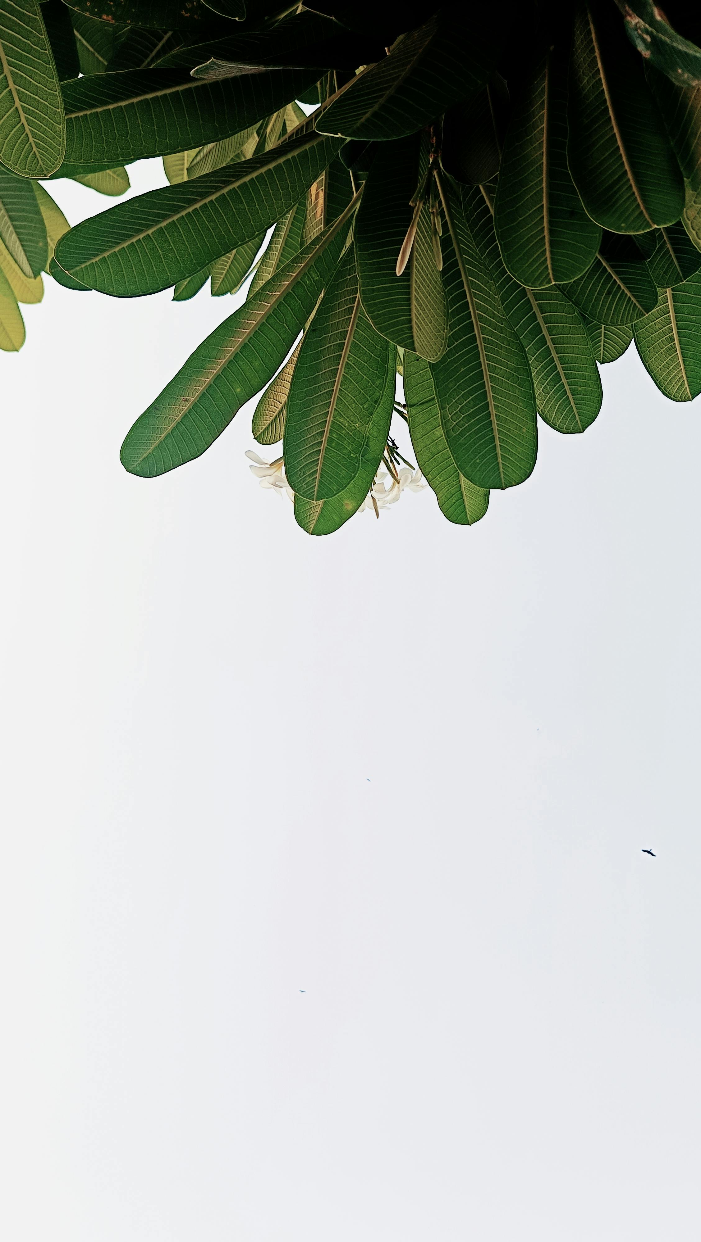 Kostenlos Grüne Tropische Blätter Gegen Klaren Himmel Stock-Foto