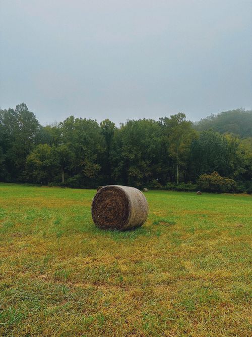 Free A solitary hay bale sits in a misty countryside field surrounded by lush trees. Stock Photo