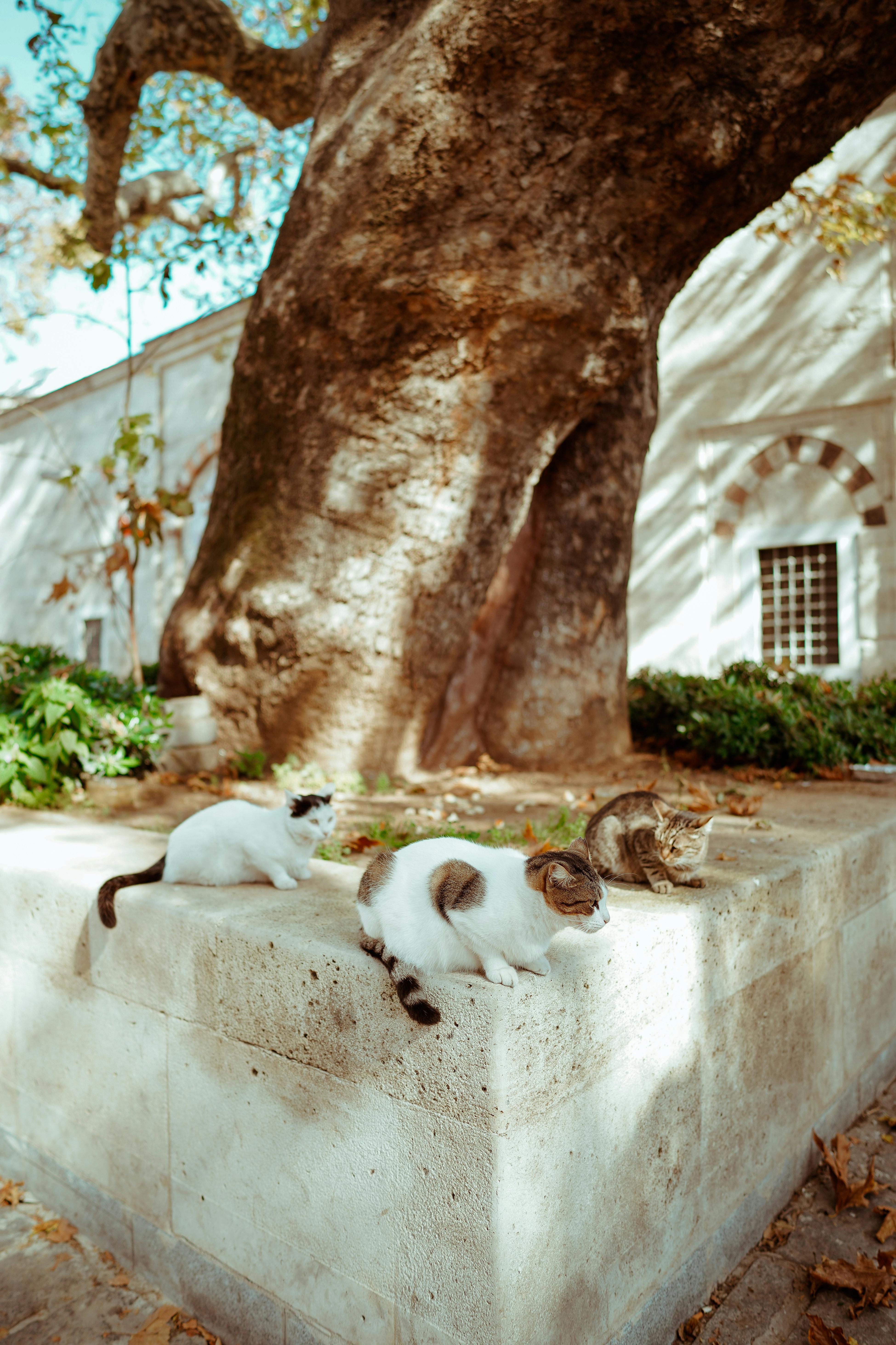 Three cats lounging on a stone ledge by a giant tree in a sunny park.