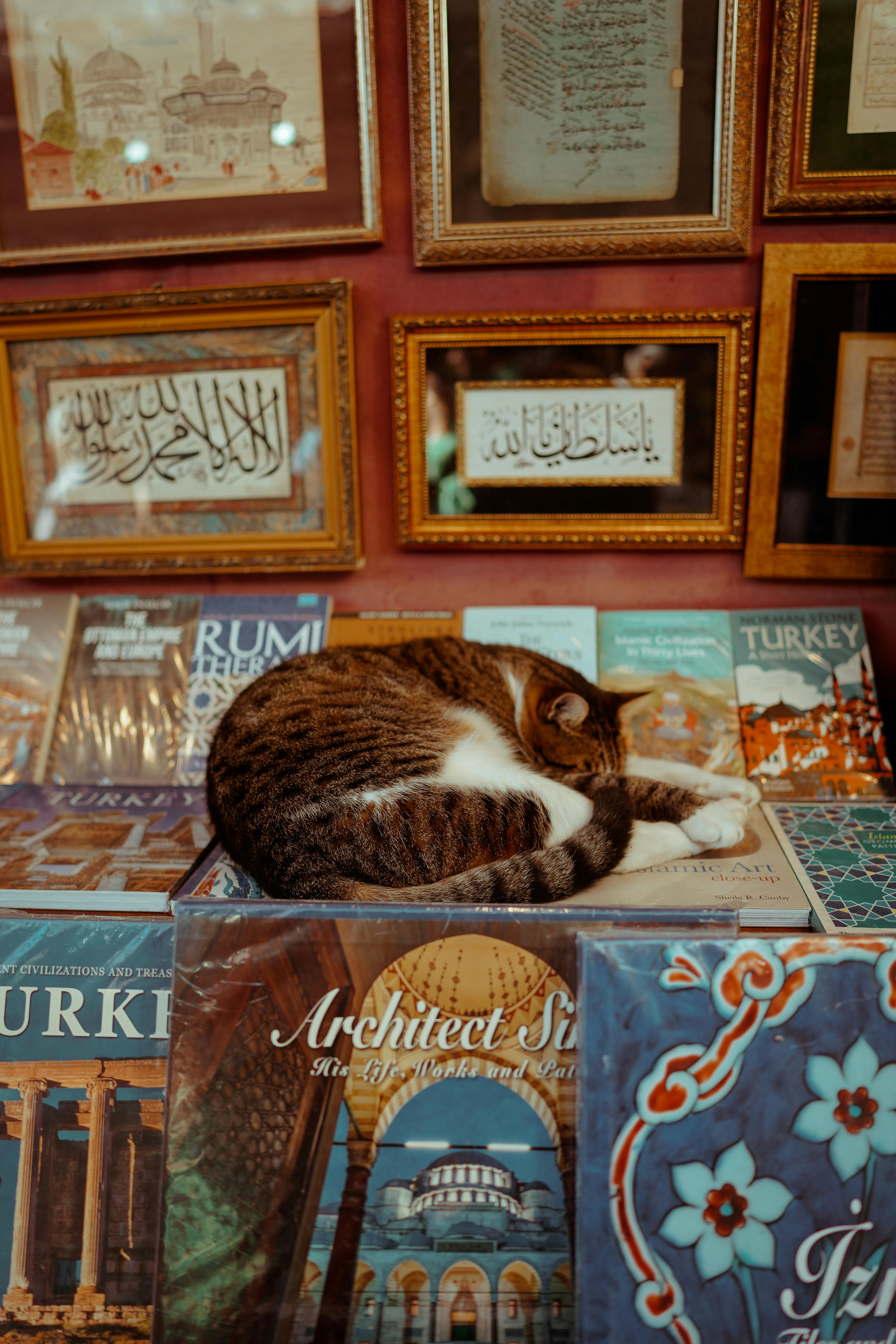cat sleeping on books in turkish bookstore