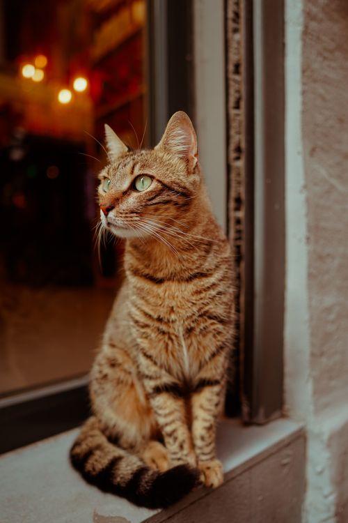Free A graceful tabby cat sits by a window in a warmly lit urban street setting. Stock Photo