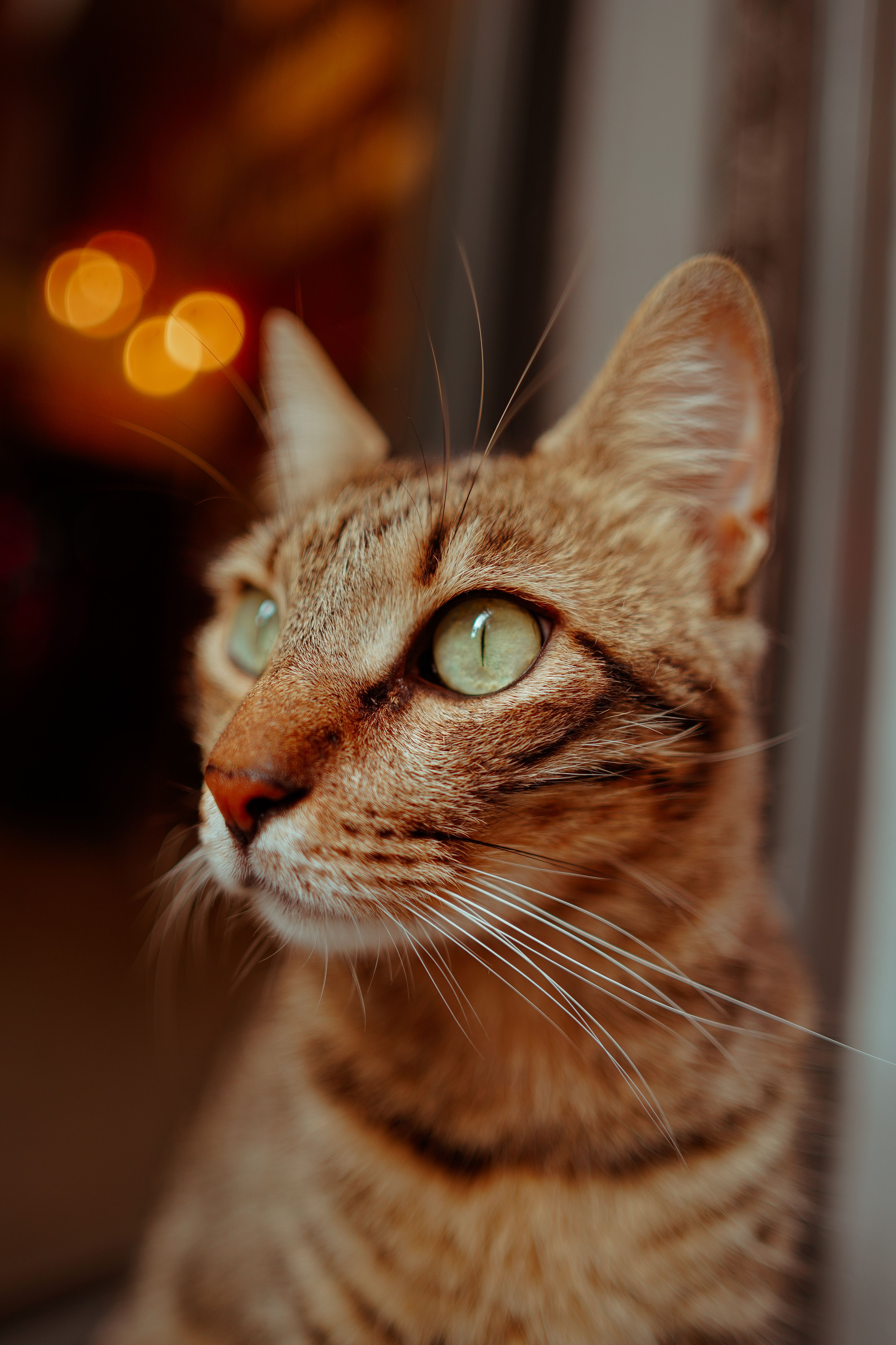 Portrait of a Tabby Cat with Green Eyes · Free Stock Photo