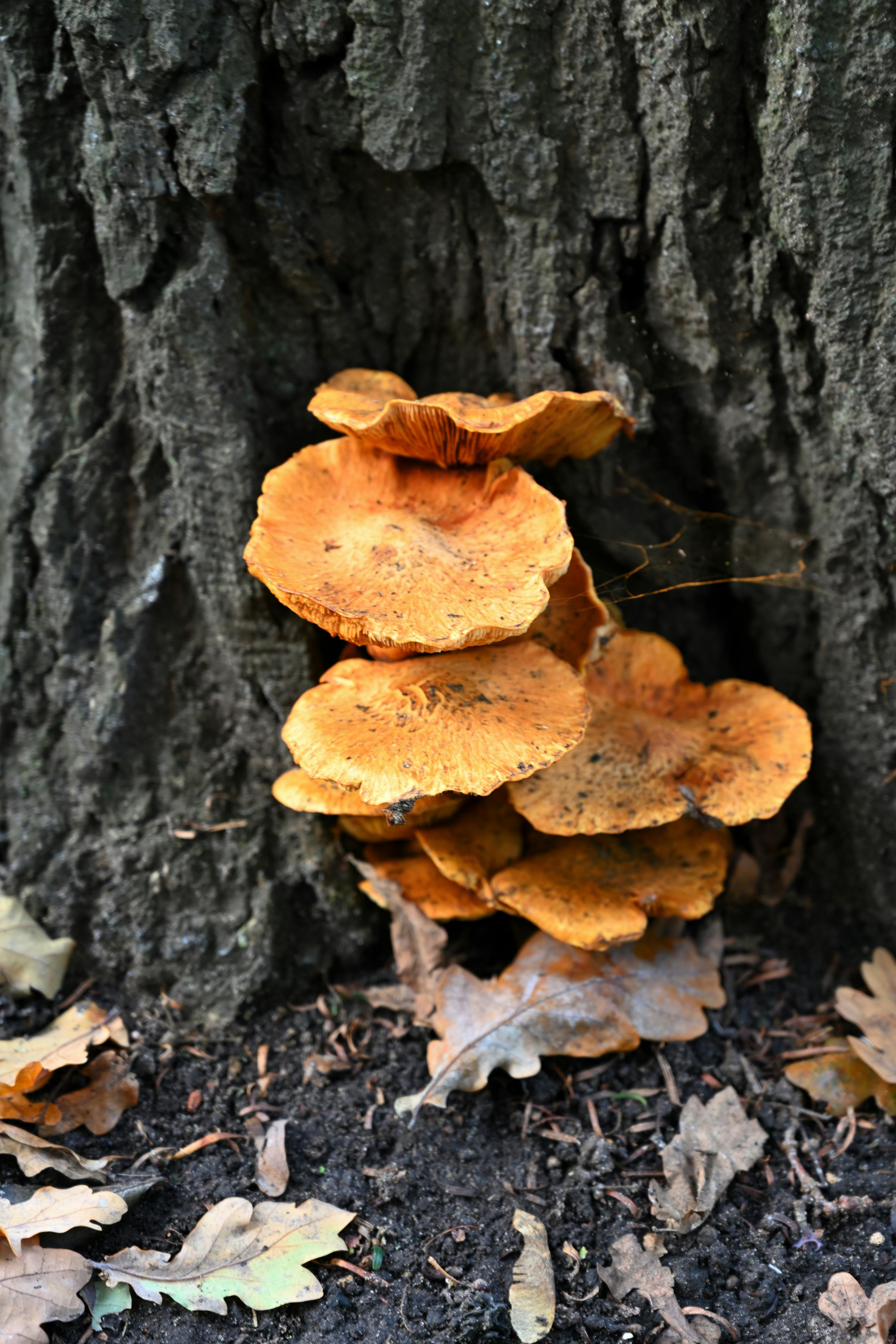Bright orange mushrooms on tree bark outdoors · Free Stock Photo