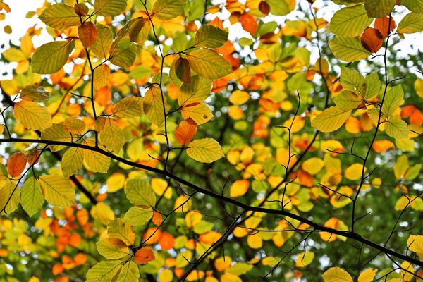 Autumn Forest Canopy jigsaw puzzle