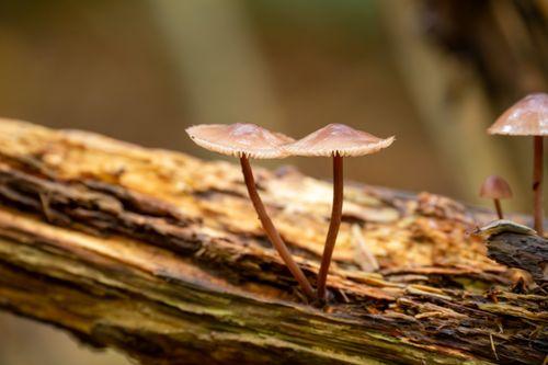 Free Macro shot of wild mushrooms growing on fallen log in forest. Stock Photo