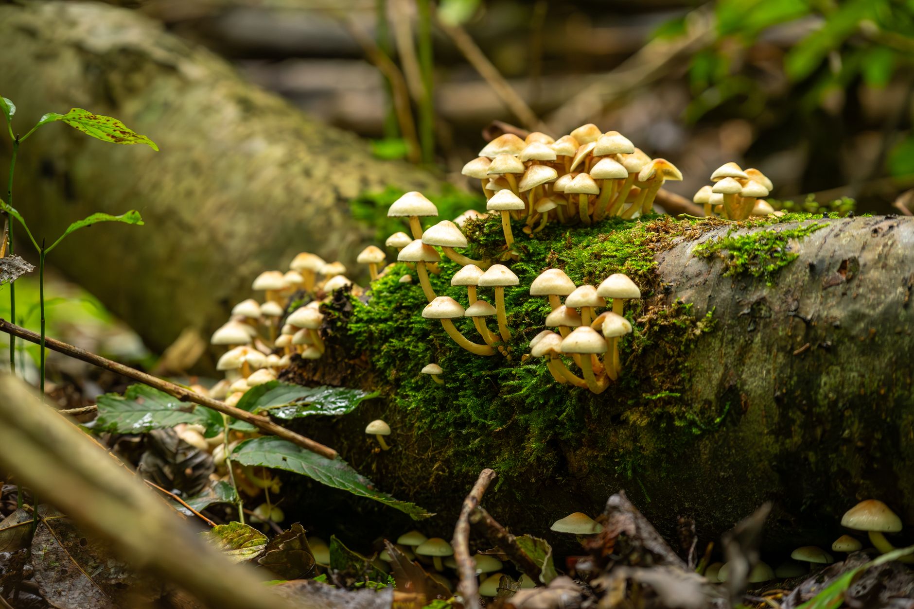 Cluster of small mushrooms growing on a moss-covered log in a forest setting.