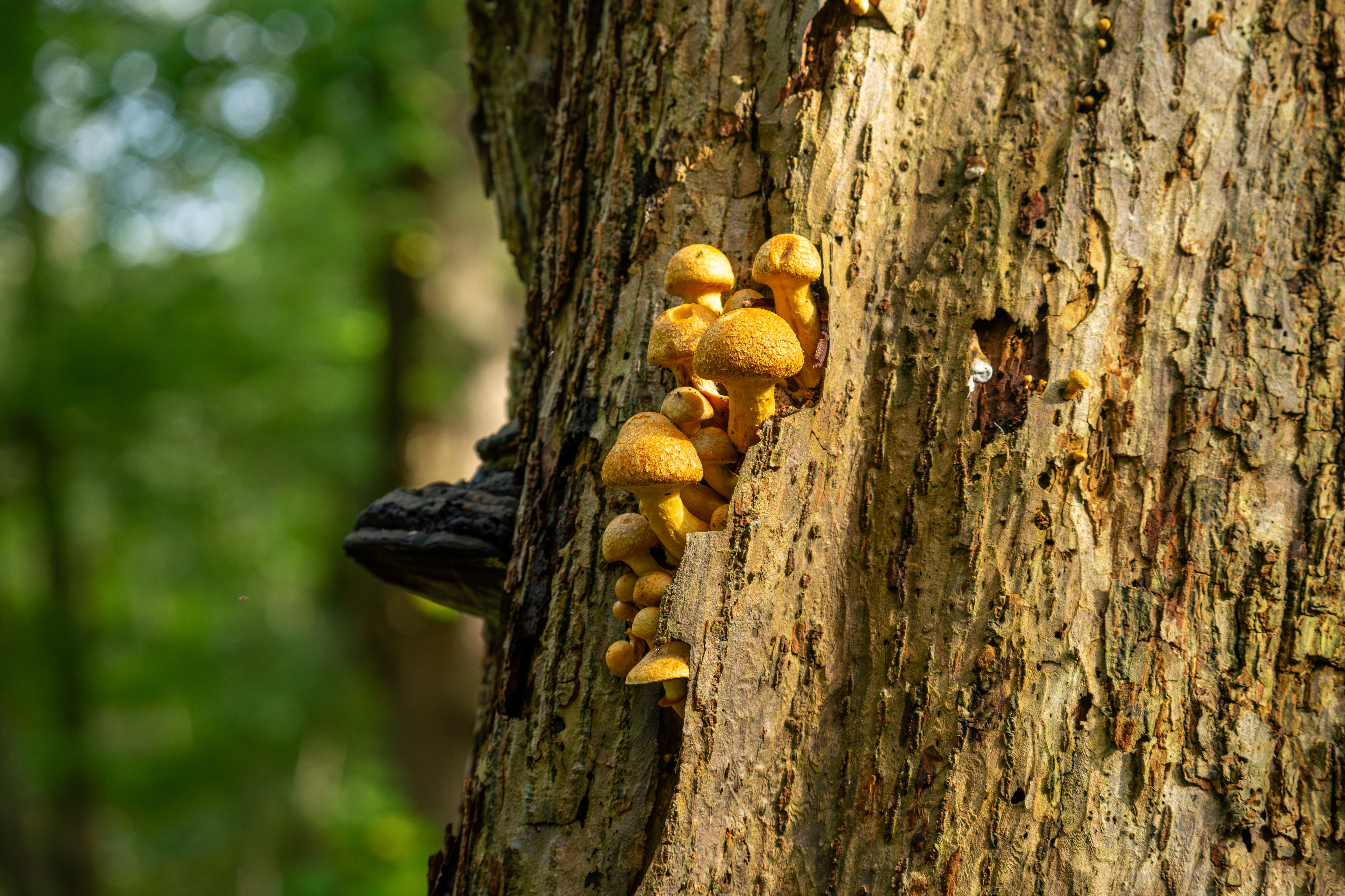 Golden mushrooms growing on a tree trunk · Free Stock Photo