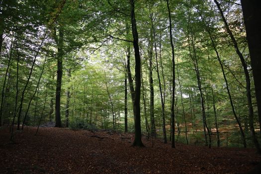 Peaceful forest view in Vejle, captured on a calm day.