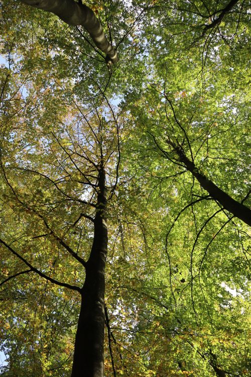 Free Looking up at tall trees in a forest in Vejle, Denmark, with sunlit green leaves. Stock Photo